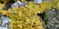 Xanthoria ulophyllodes